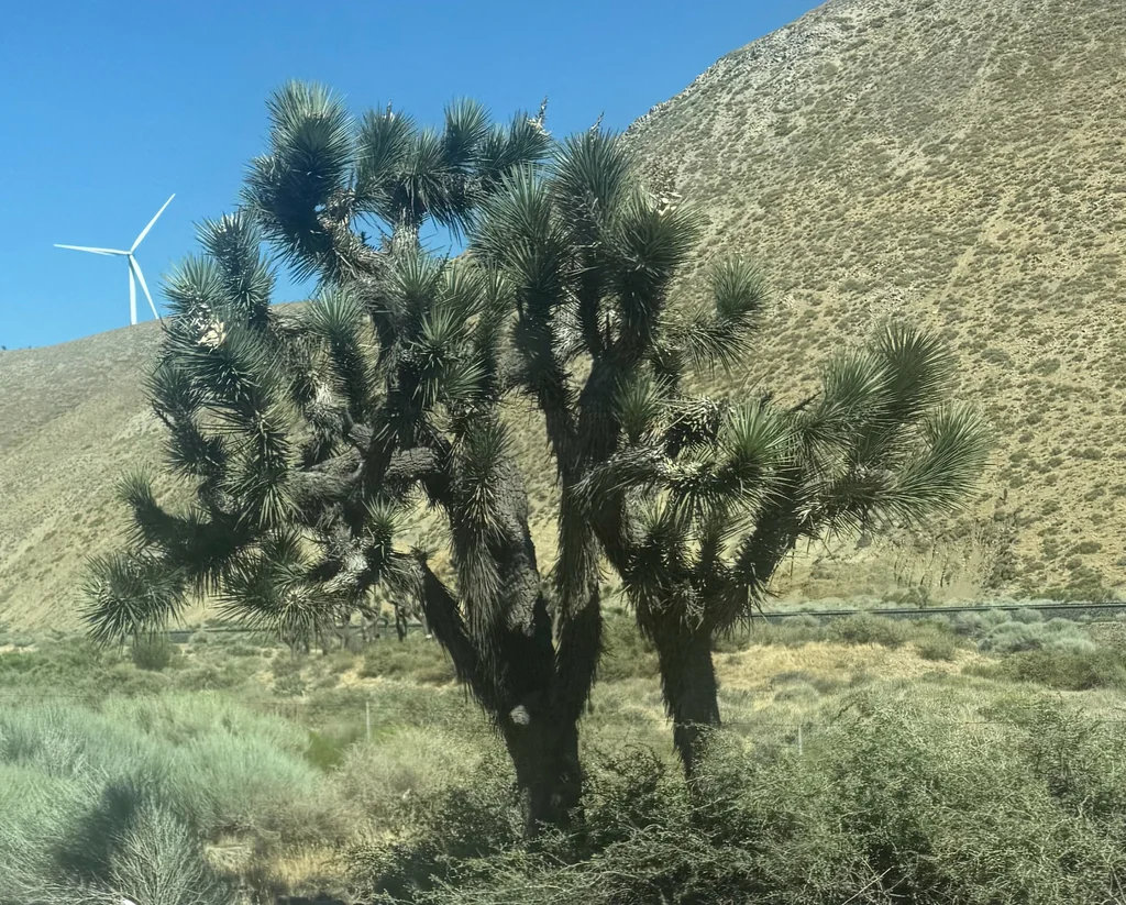 Yucca Brevifolia