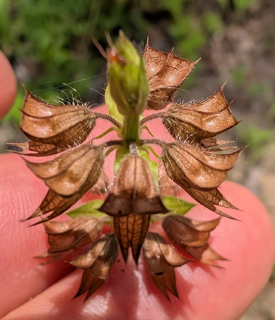 Salvia Lyrata
