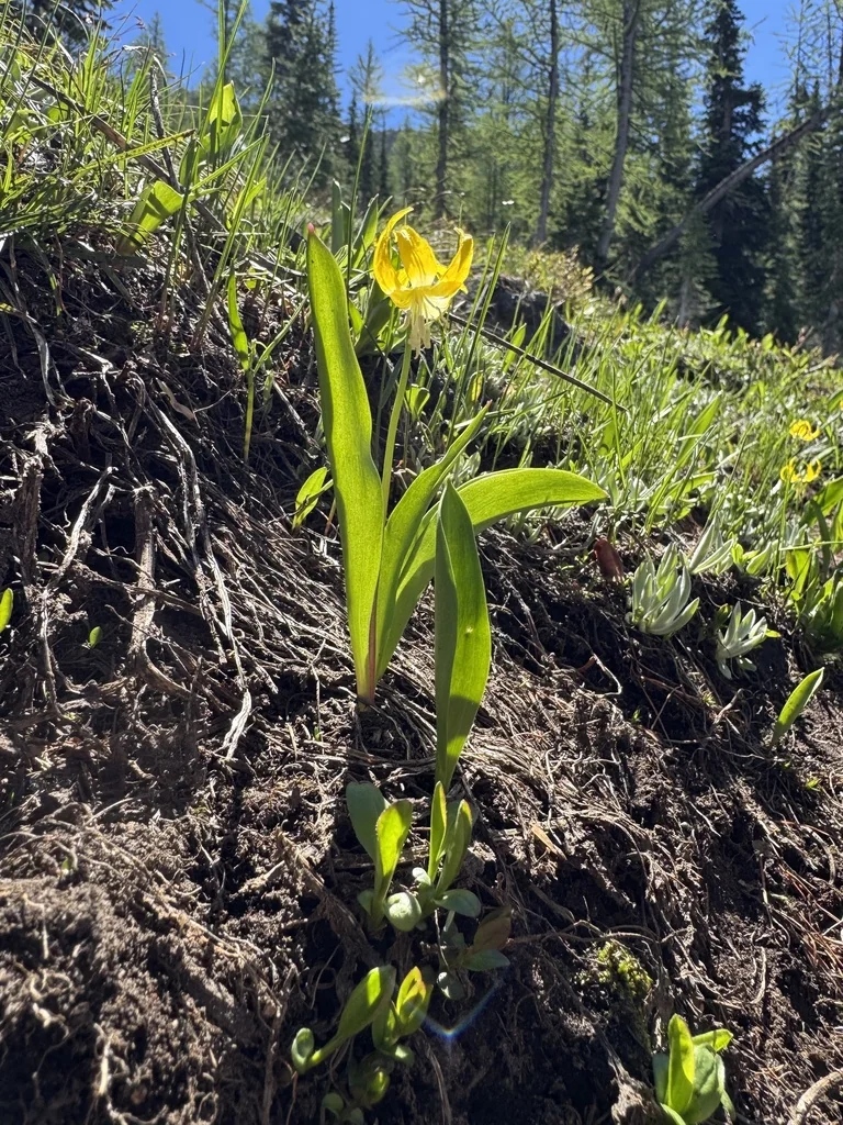 Erythronium Grandiflorum