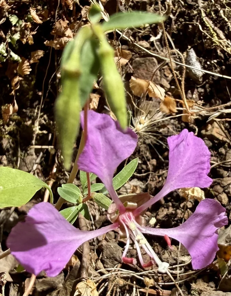 Clarkia Unguiculata
