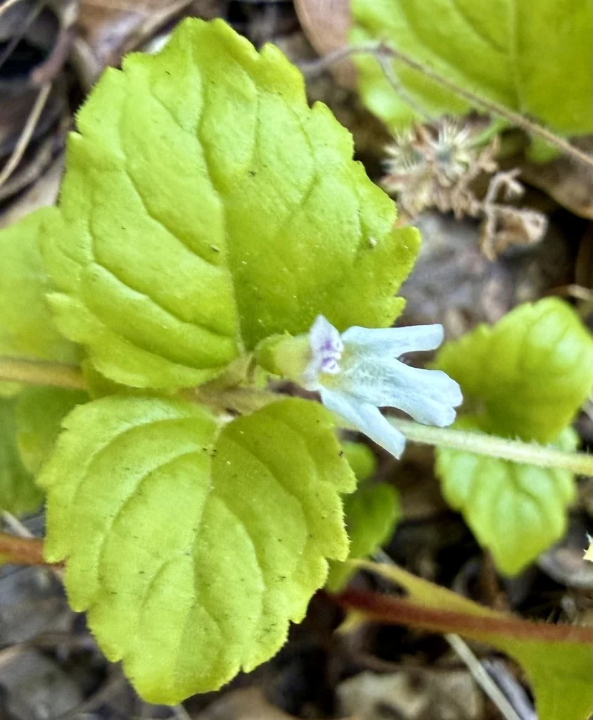 Satureja Douglasii