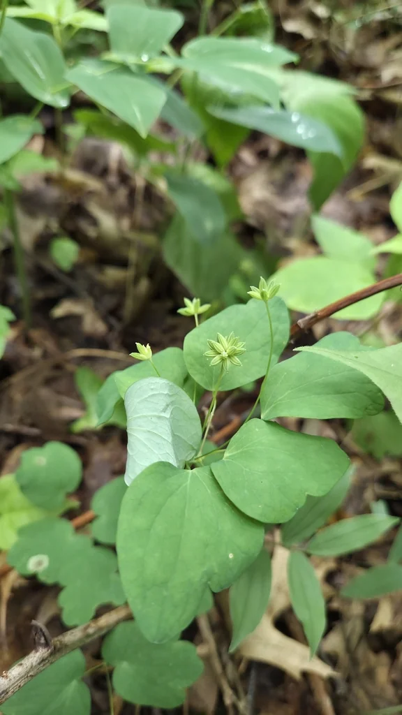 Anemonella Thalictroides