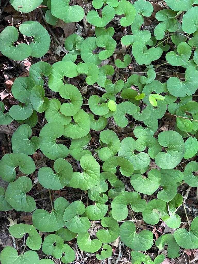 Asarum Canadense