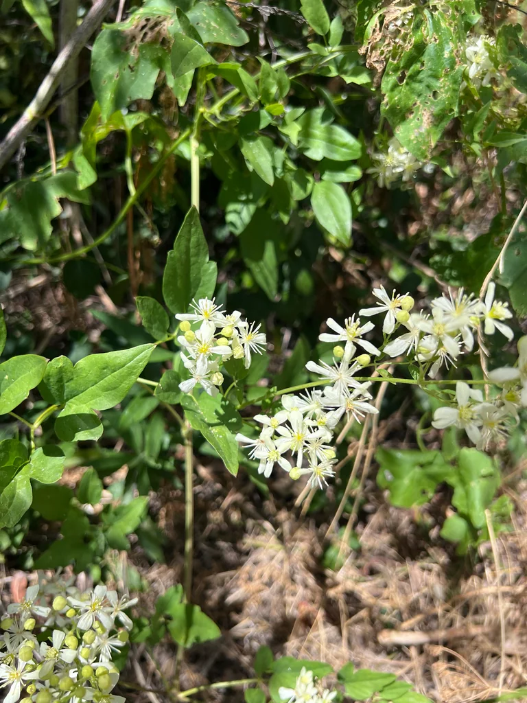 Clematis Ligusticifolia