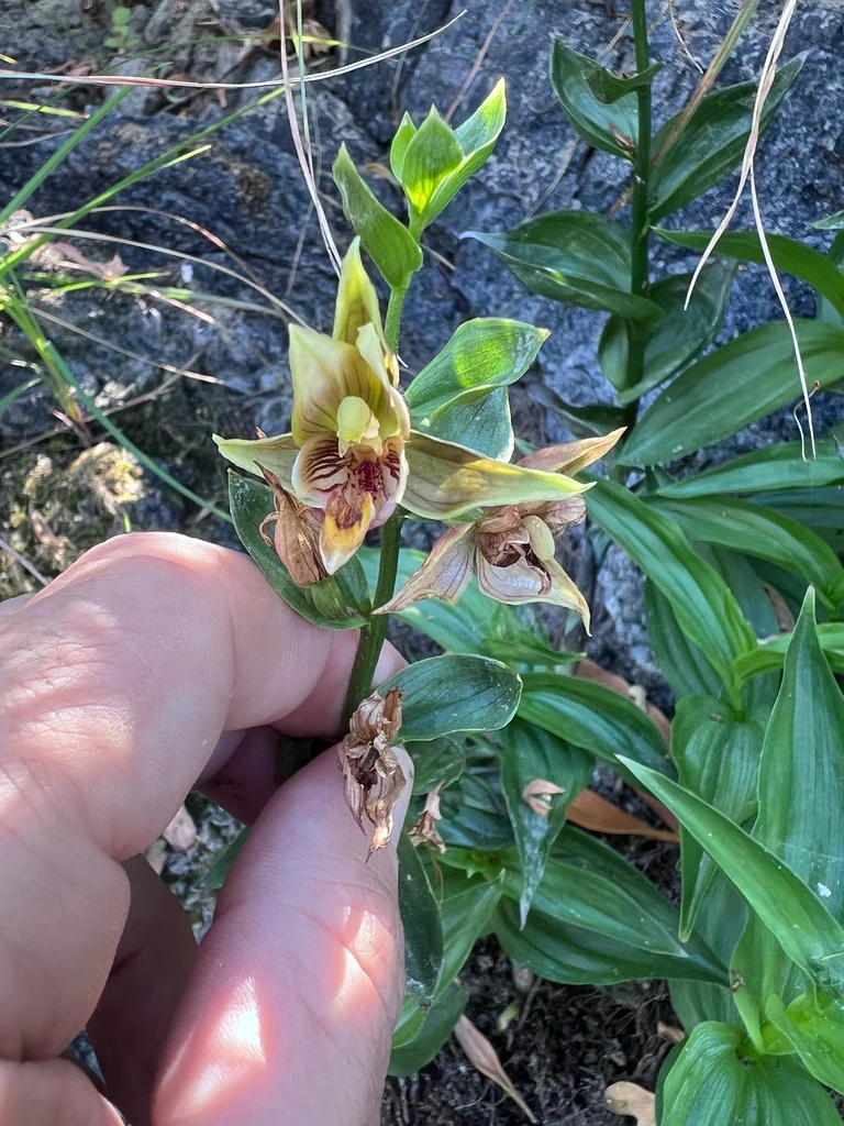 Epipactis Gigantea