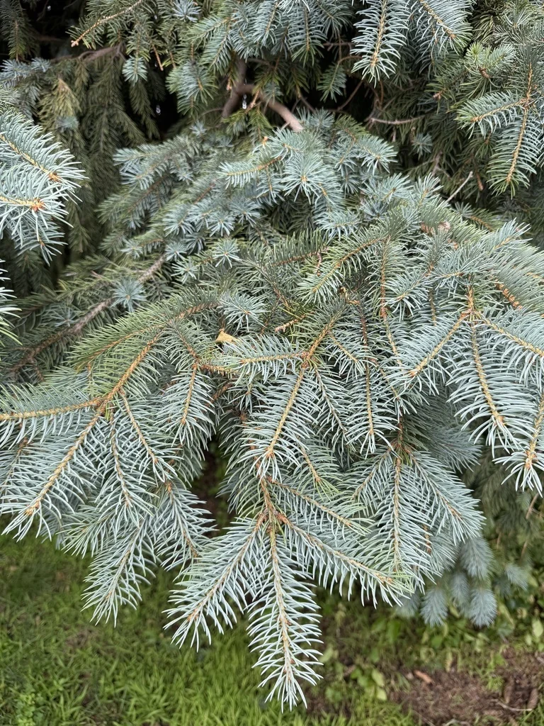 Picea Pungens