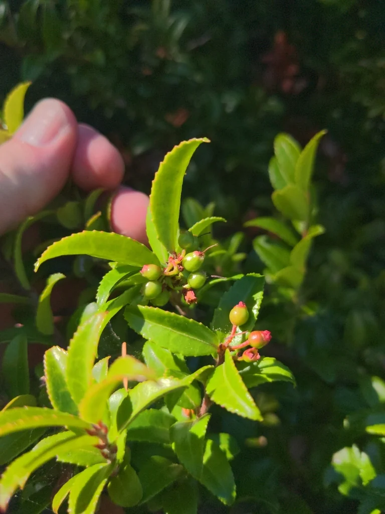 Vaccinium Ovatum