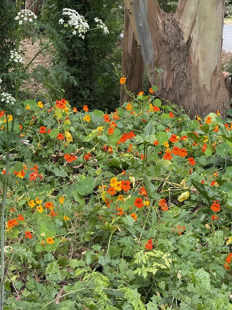 Tropaeolum Majus
