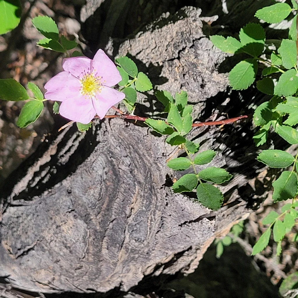 Rosa Woodsii