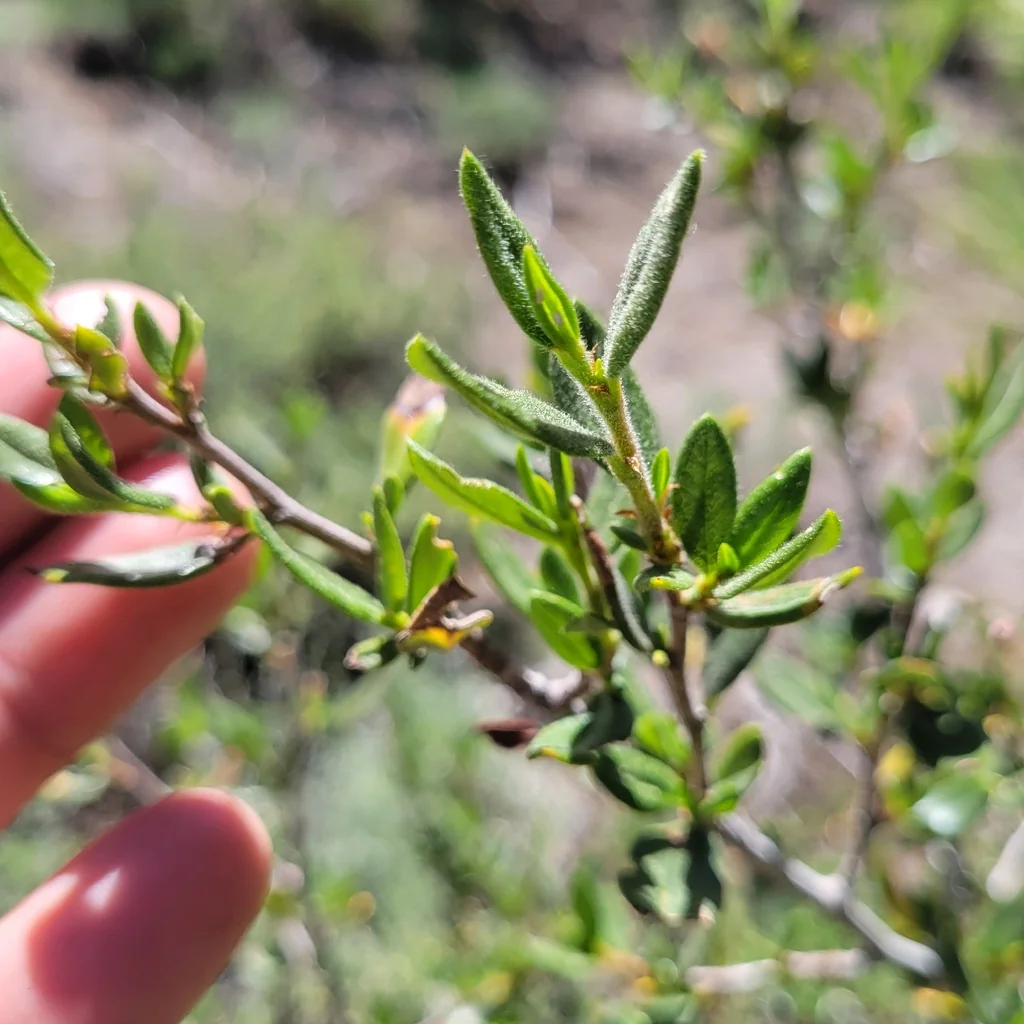 Cercocarpus Ledifolius