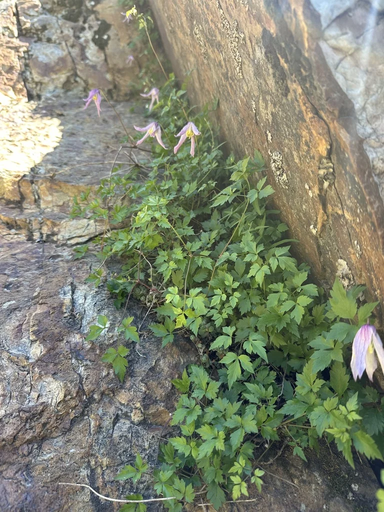 Clematis Columbiana