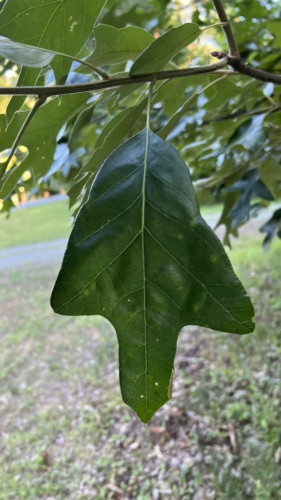 Quercus Falcata