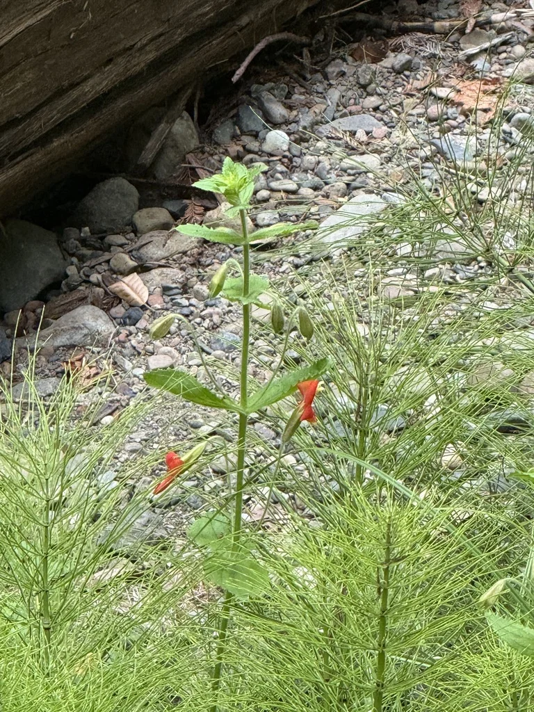 Mimulus Cardinalis