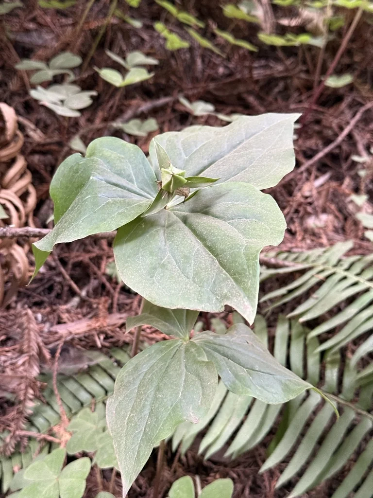 Trillium Ovatum