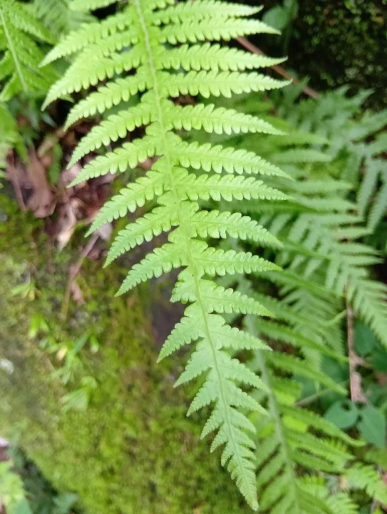 Thelypteris Decursive-Pinnata