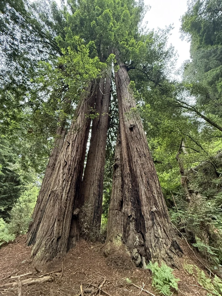 Sequoia sempervirens