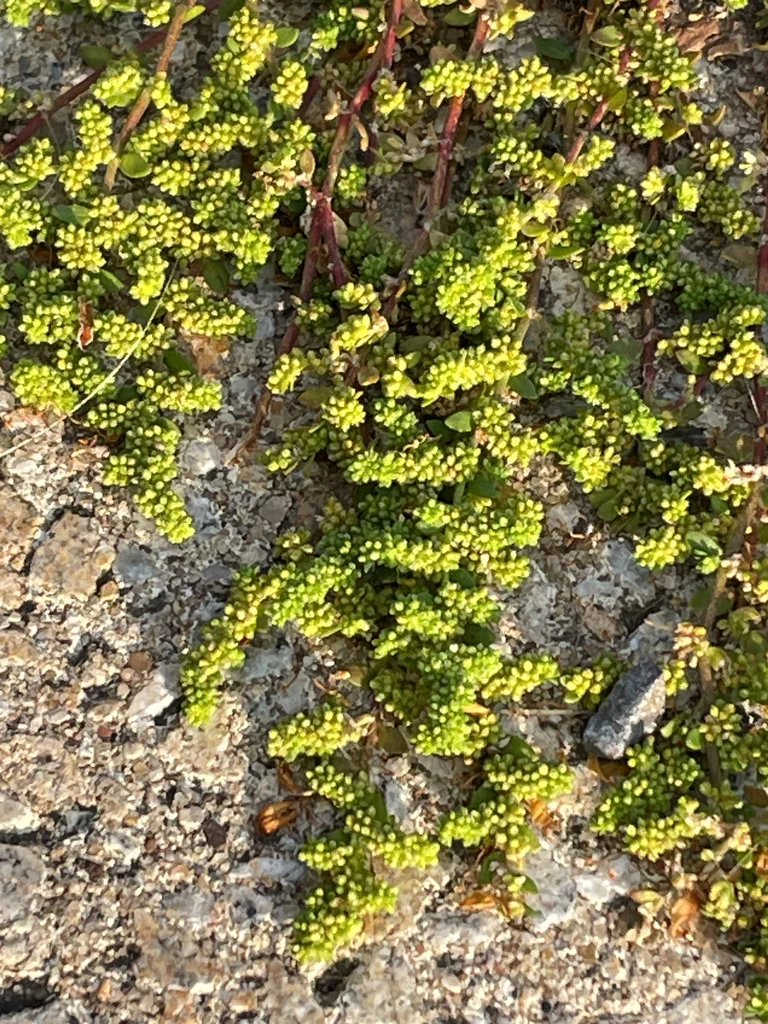 Herniaria Glabra