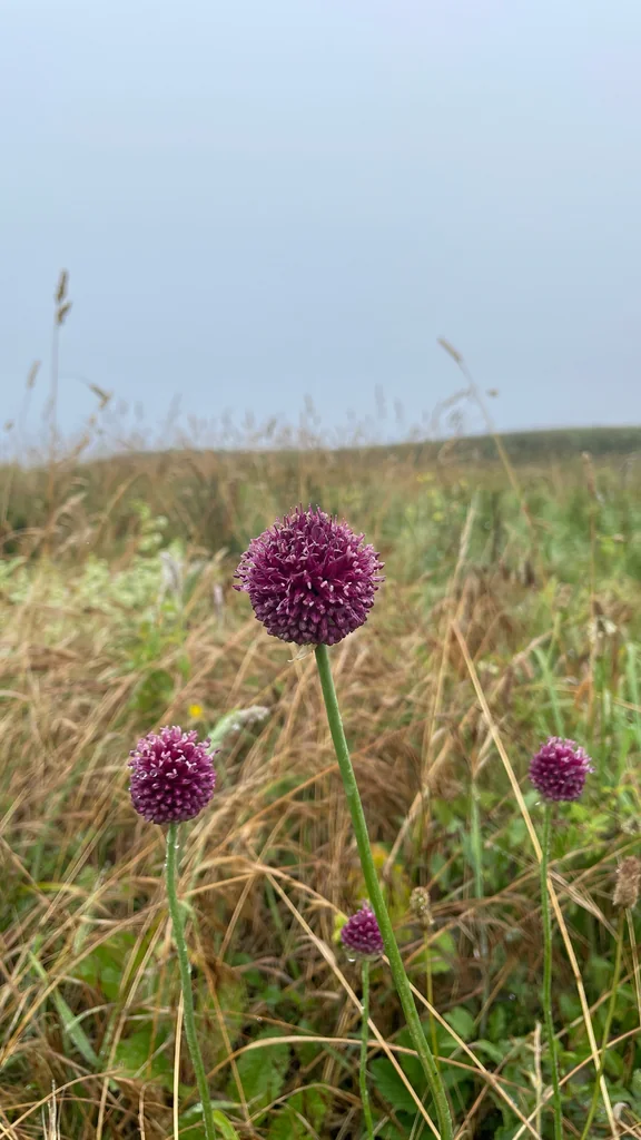 Allium Sphaerocephalon