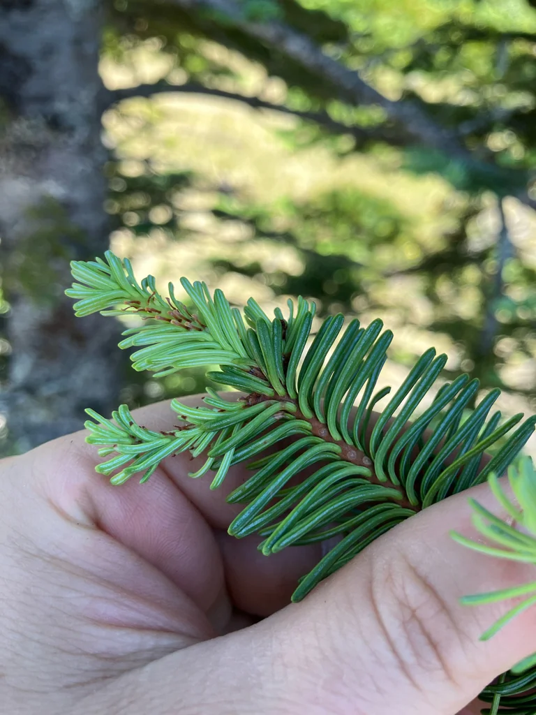 Abies Procera