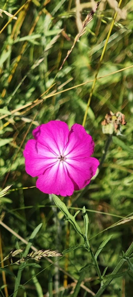 Lychnis Coronaria
