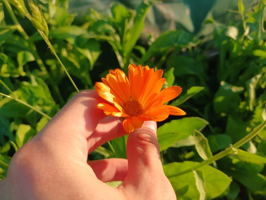Calendula Officinalis