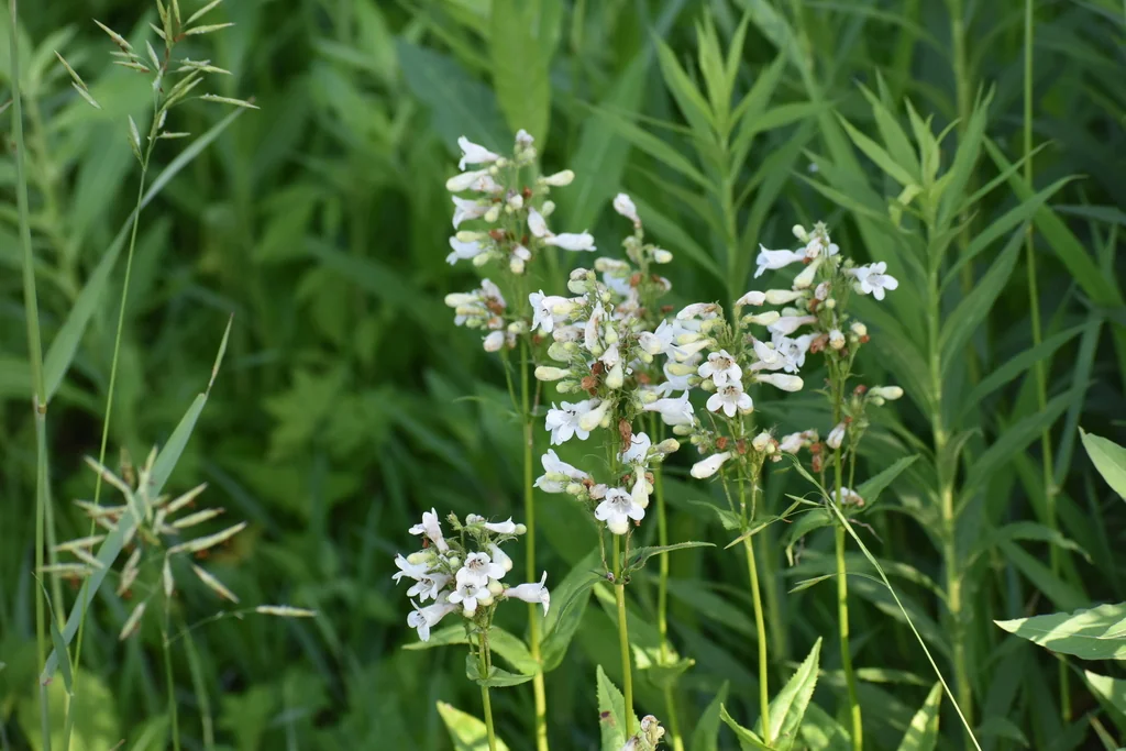 Penstemon Digitalis