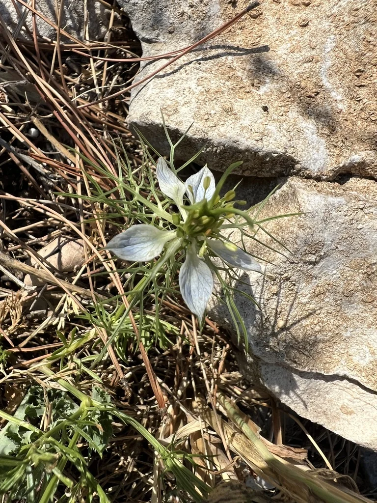 Nigella Damascena