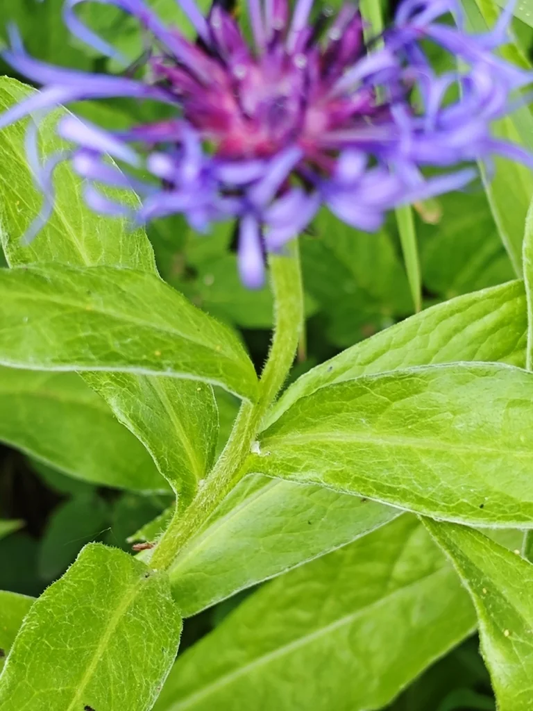 Centaurea Montana