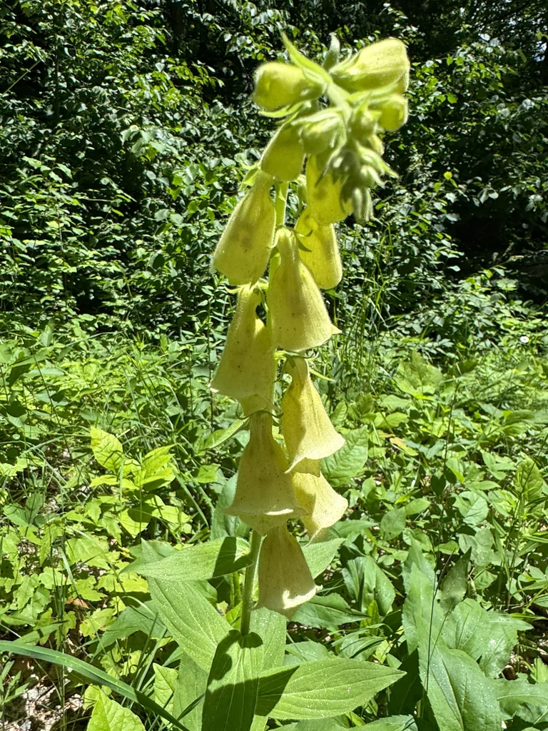 Digitalis Grandiflora