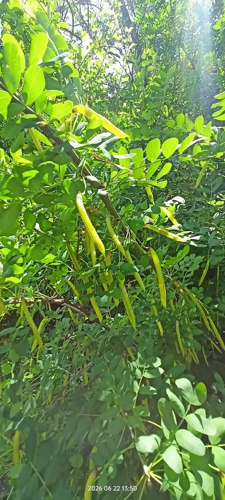 Caragana Arborescens