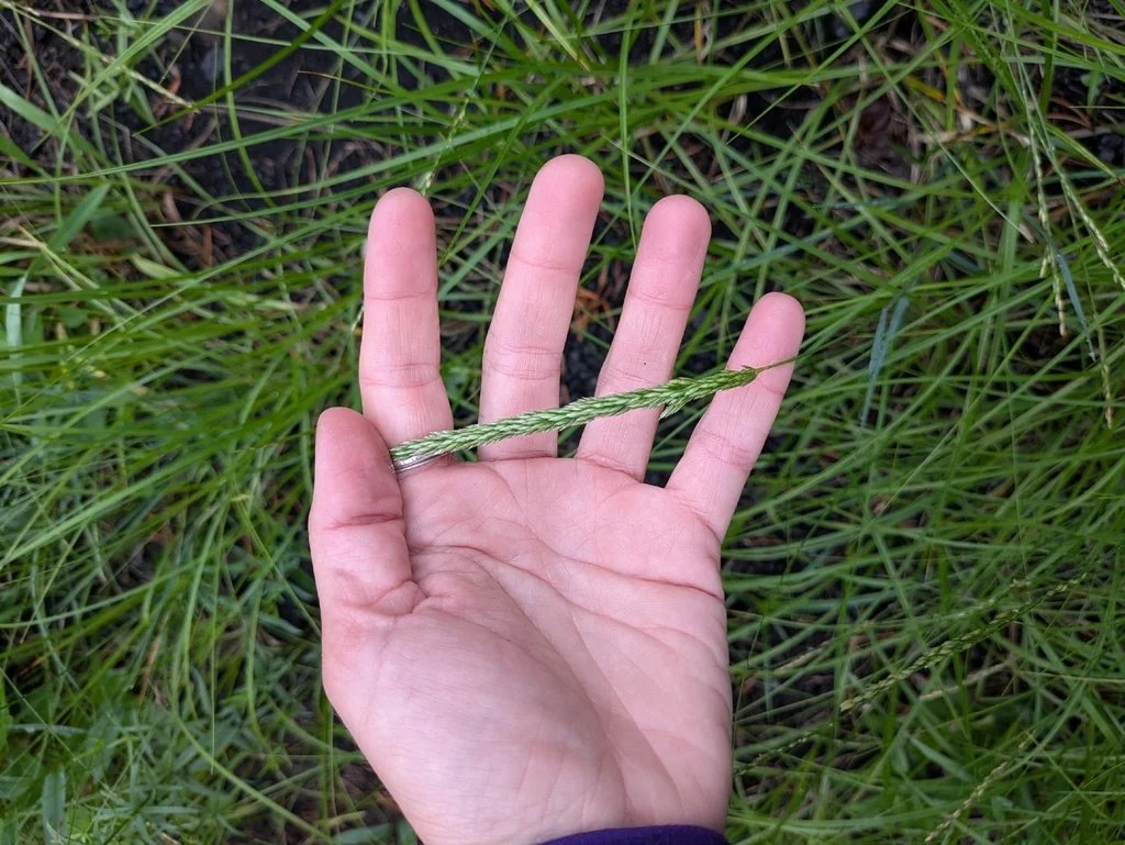 Koeleria Macrantha