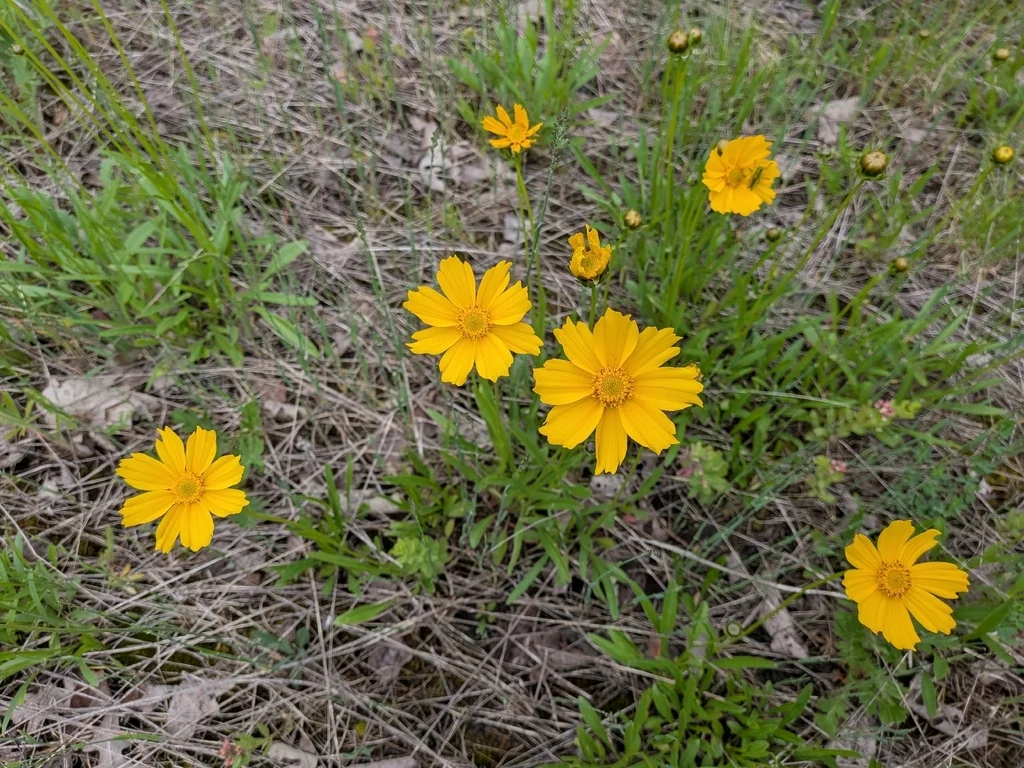 Coreopsis Lanceolata