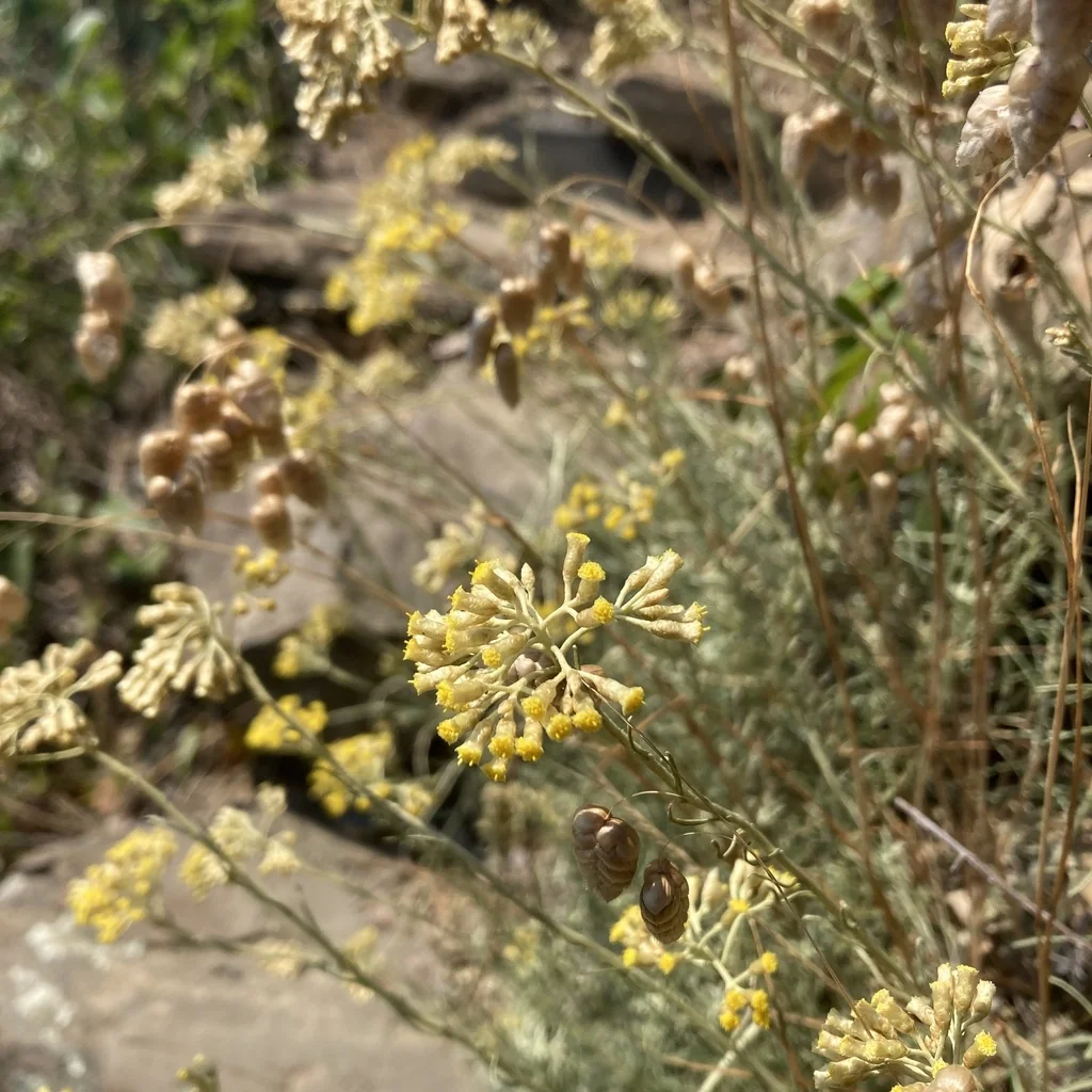 Helichrysum Italicum