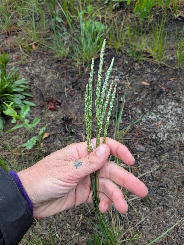 Koeleria Macrantha