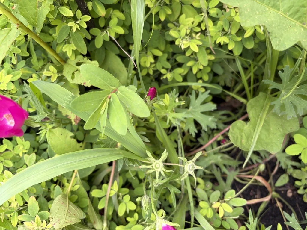 Callirhoe Involucrata