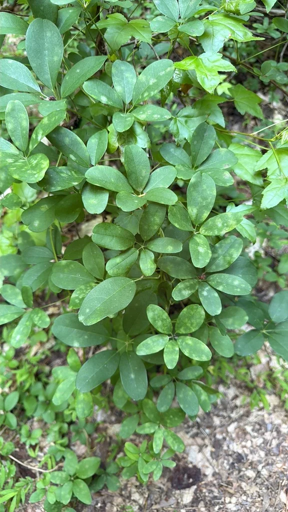Akebia Quinata