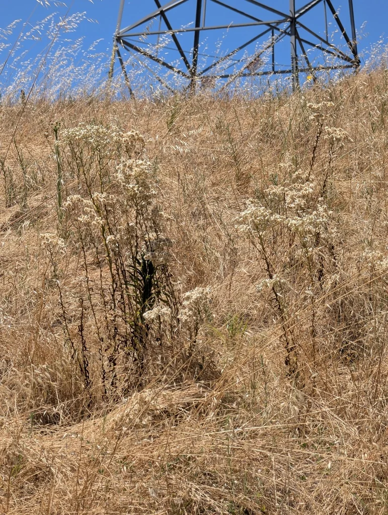 Pseudognaphalium Californicum