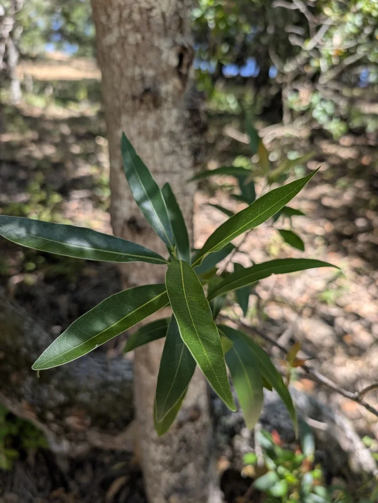 Umbellularia Californica