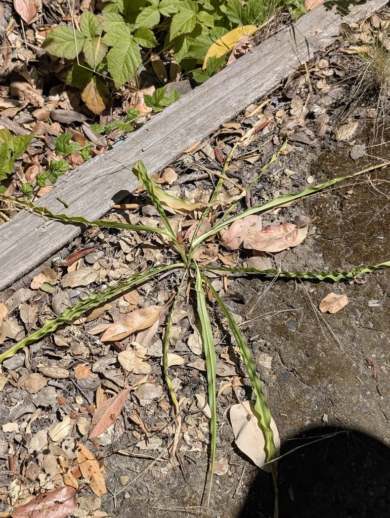 Chlorogalum Pomeridianum