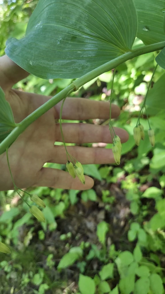 Polygonatum Biflorum