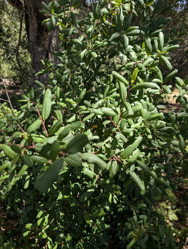 Frangula Californica