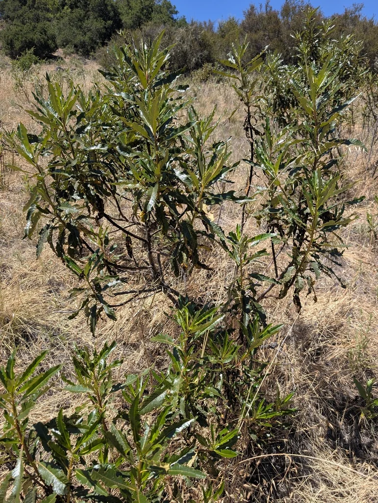 Eriodictyon Californicum
