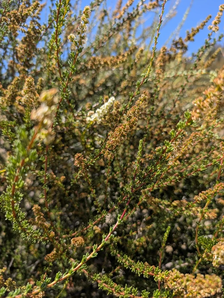 Adenostoma Fasciculatum