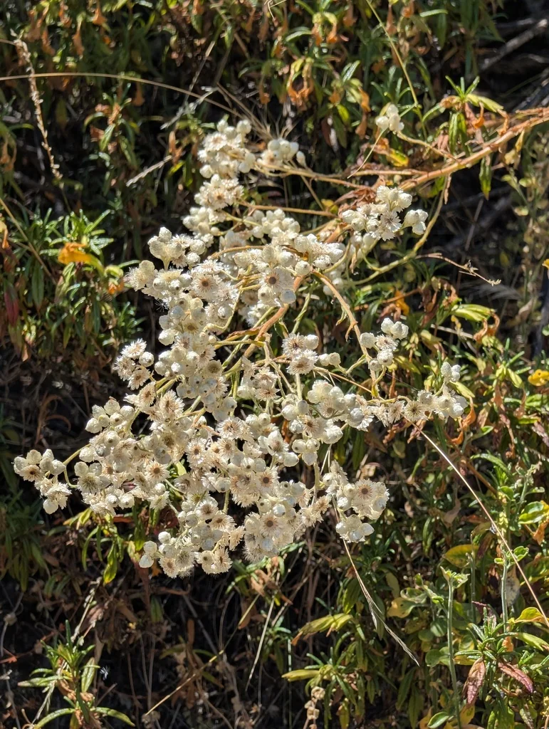 Pseudognaphalium Californicum