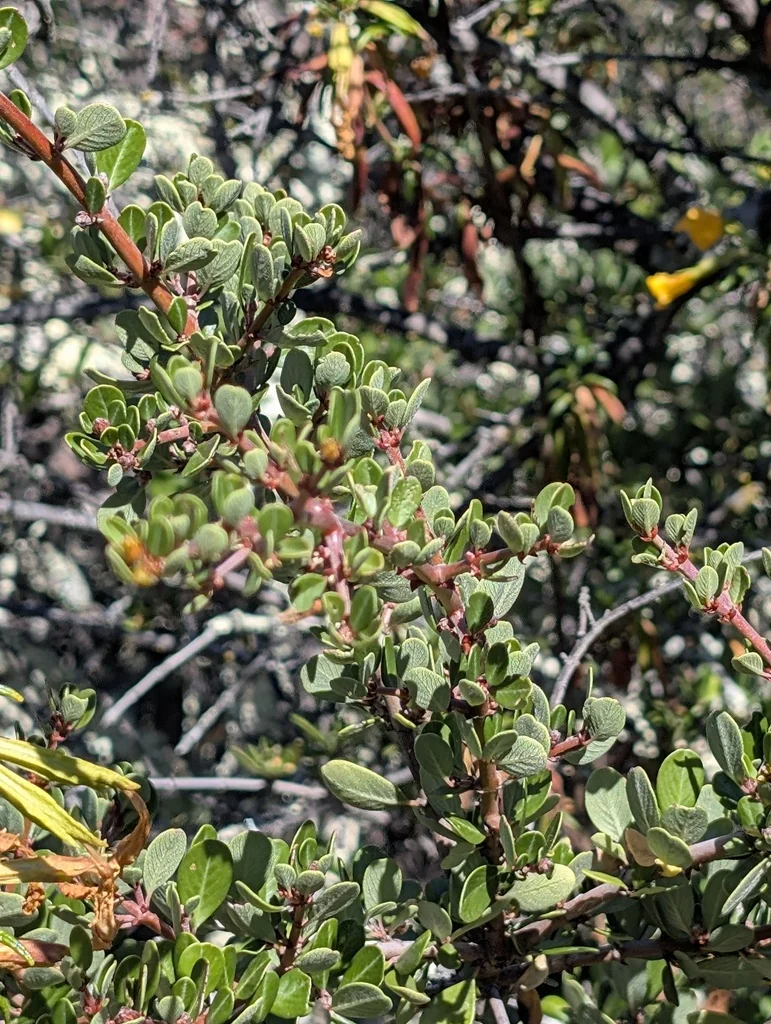 Ceanothus Cuneatus