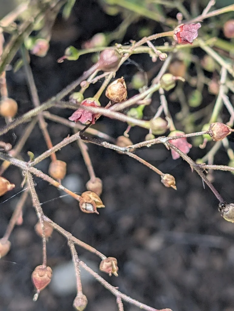 Scrophularia Californica
