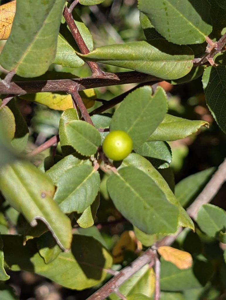 Frangula Californica