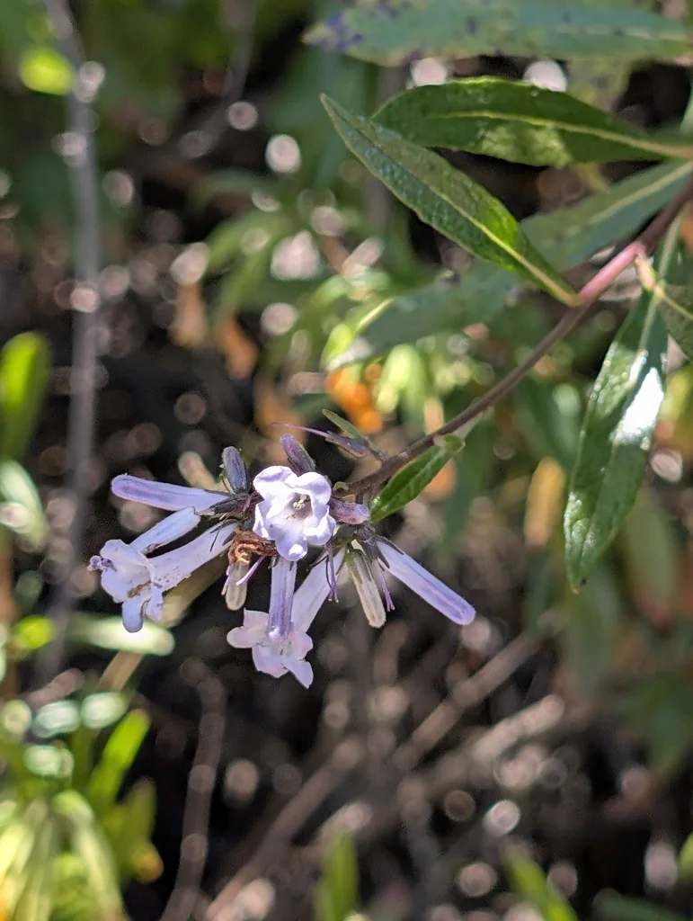 Eriodictyon Californicum