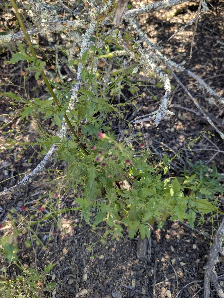 Scrophularia Californica