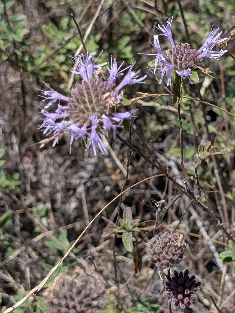 Monardella Villosa